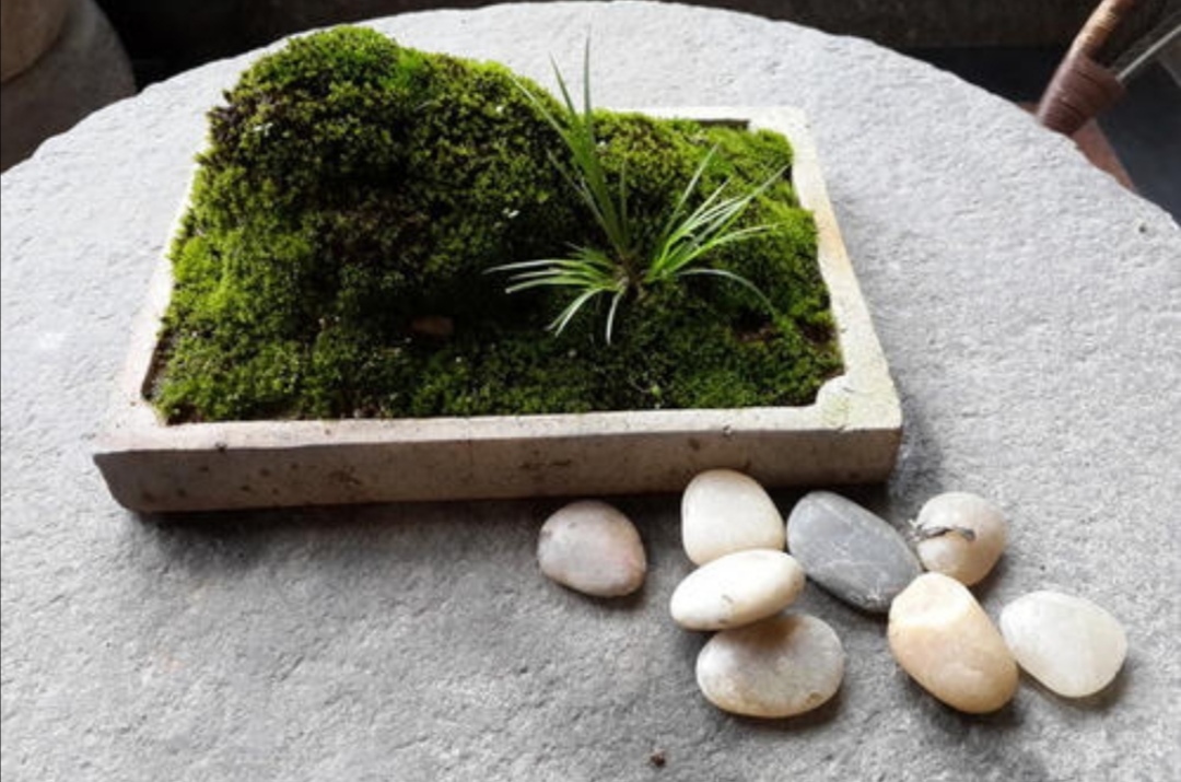 苔藓文竹制作微盆景图,怎么做苔藓小盆景