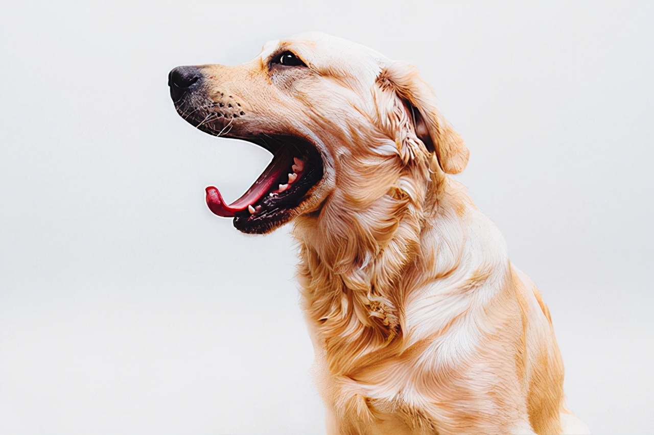 适合老年人养的小宠物,老年人适合养的宠物有哪些品种