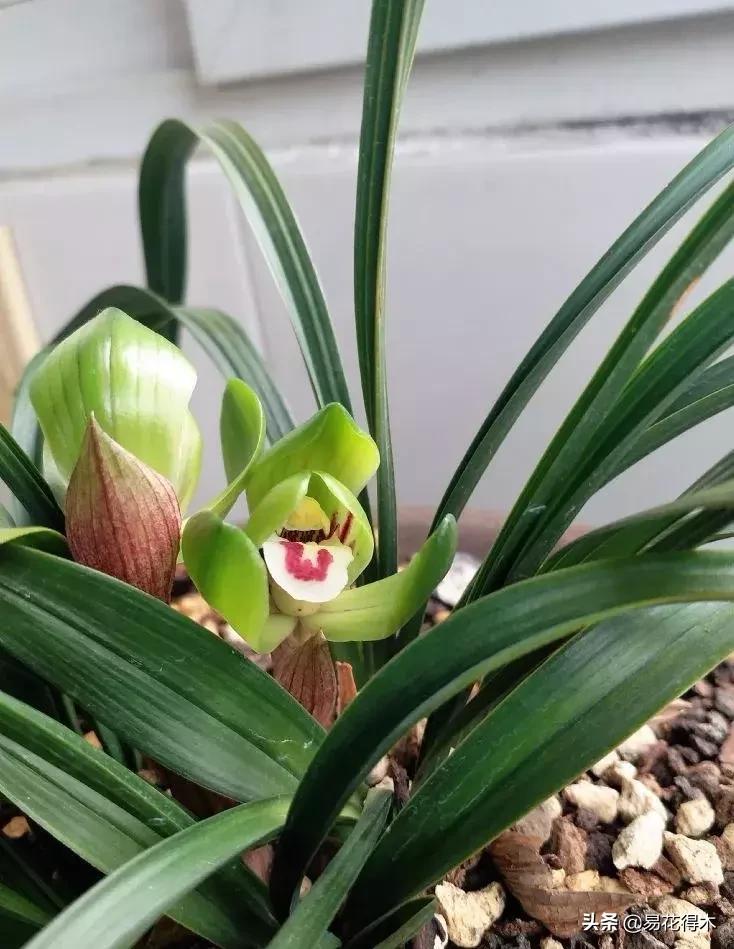 春兰荷瓣几大名品,春兰环球荷鼎和大富贵的区别