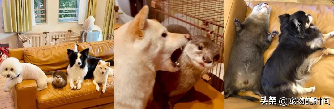 水獭宠物容易养吗视频,水獭宝宝可以当宠物吗