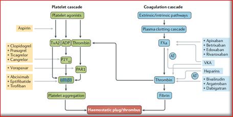 十大抗栓药排行,十种最好的抗栓药