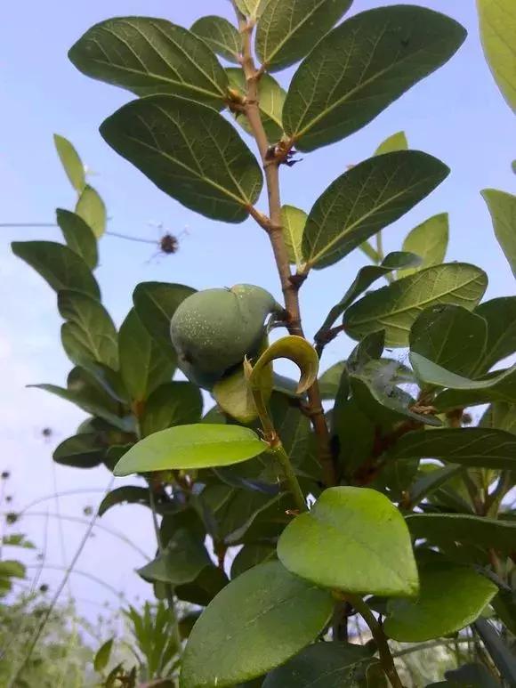 鸟一直咬花怎么办,阳台的花总是被鸟吃了怎么办
