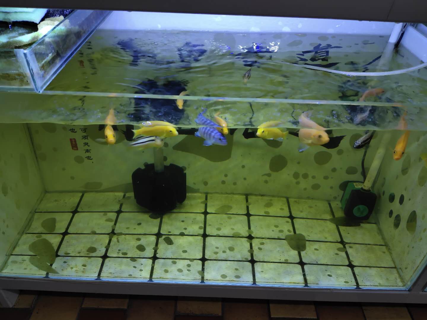 没有过滤的鱼缸怎么除绿藻,鱼缸底部过滤大全详解