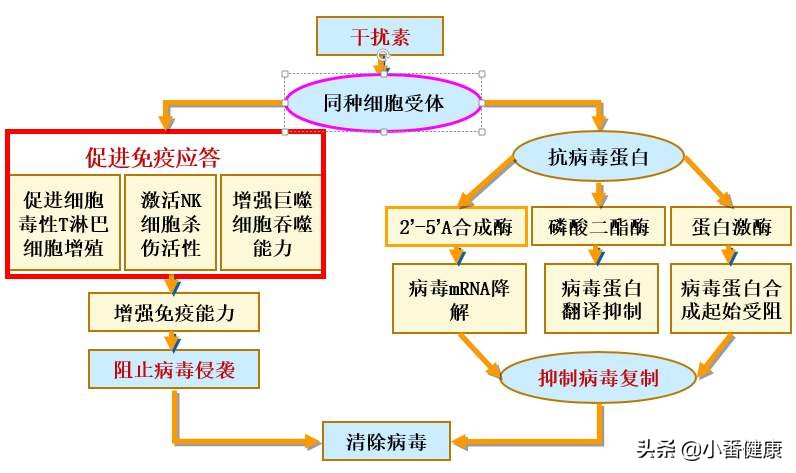 乙肝干扰素的功效与作用与副作用,乙肝抗病毒和保肝药一样吗