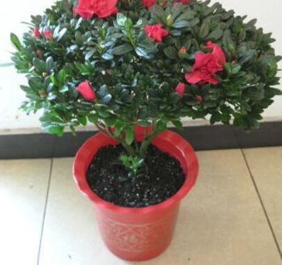 杜鹃花怎么养叶子不发黄,杜鹃花怎么养叶子才绿得快