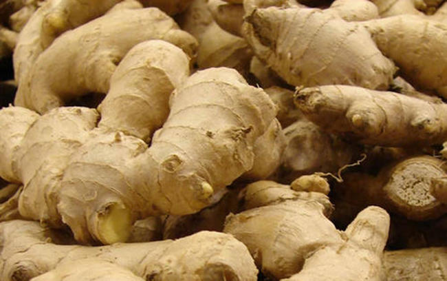 生姜盆栽水养方法,小生姜怎么养成盆栽