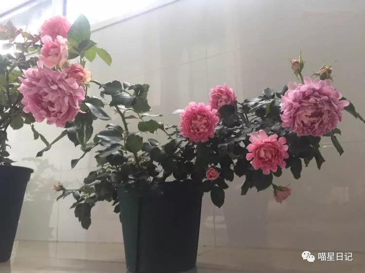 假日玫瑰花品种,珍稀名贵玫瑰花苗