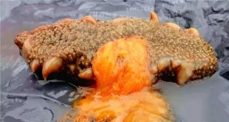 怎么吃海参有营养等一些海参知识,海参经营必备知识