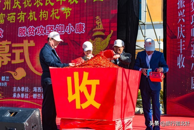 美丽青海，秋收的季节都兰红了，爆汁鲜甜的枸杞有小拇指大小