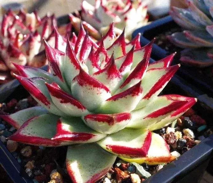 圣路易斯多肉,多肉植物科普课件图片