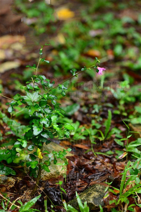 梵天花是复叶吗,梵天花的功效图片大全