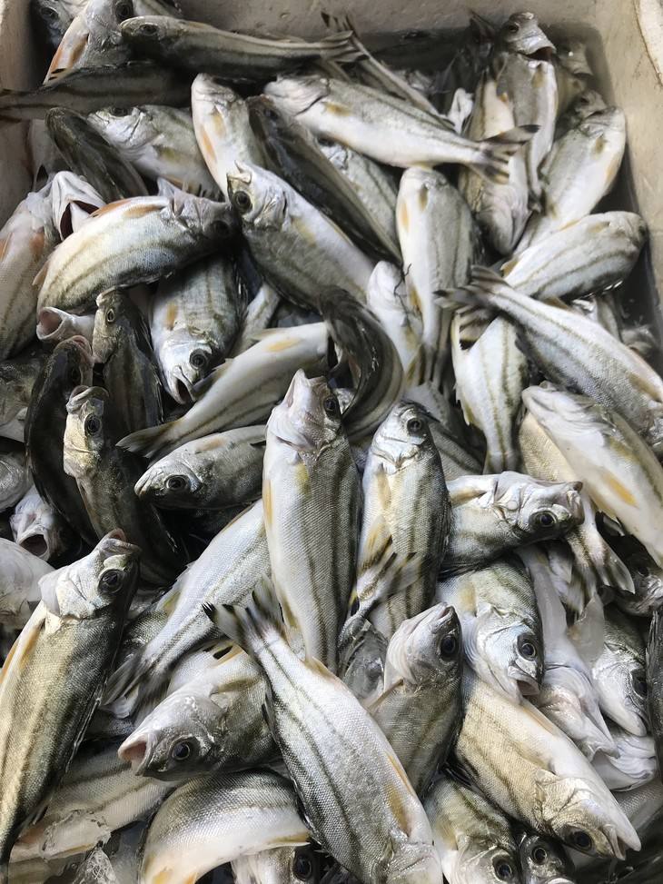 海南海边码头海鲜,海南海鲜开海