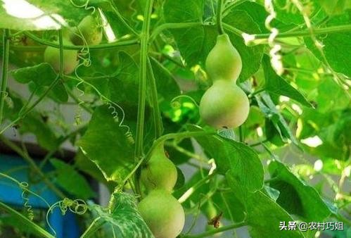什么时间种葫芦好如何进行管理,什么时候种葫芦正合适