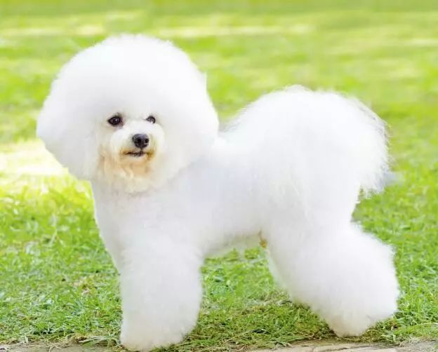 犬类图解,犬类大全100个视频