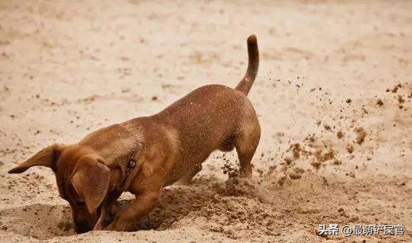 狗狗喜欢咬爪怎么纠正,狗狗用爪子刨地是什么意思