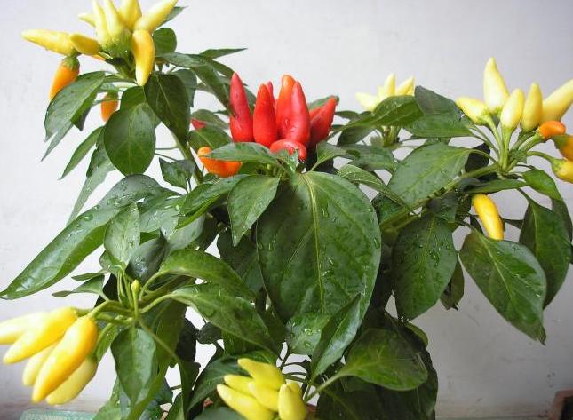 阳台上的辣椒苗长不大,阳台辣椒苗长不大是什么原因