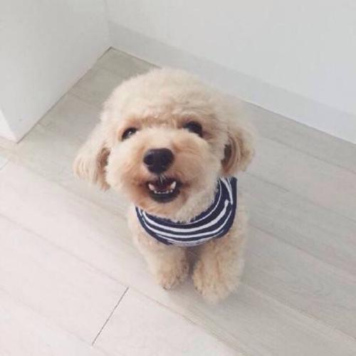 泰迪犬应该如何养,泰迪犬怎么养吃什么