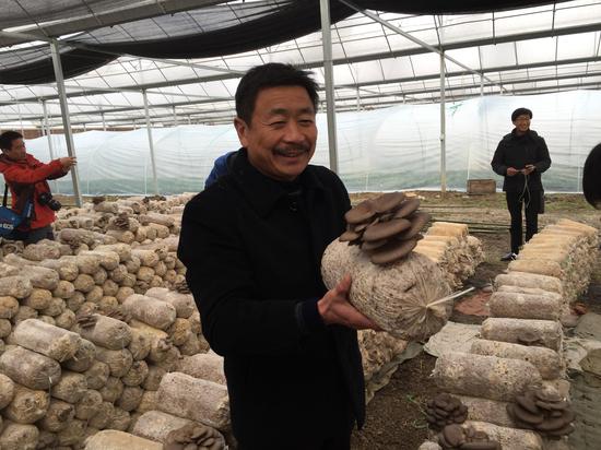 阳台平菇第二茬种植方法,阳台种葱种菜技术