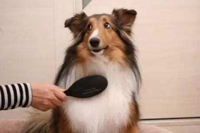 狗狗不愿意梳毛洗澡怎么办,狗狗不爱洗澡怎么办