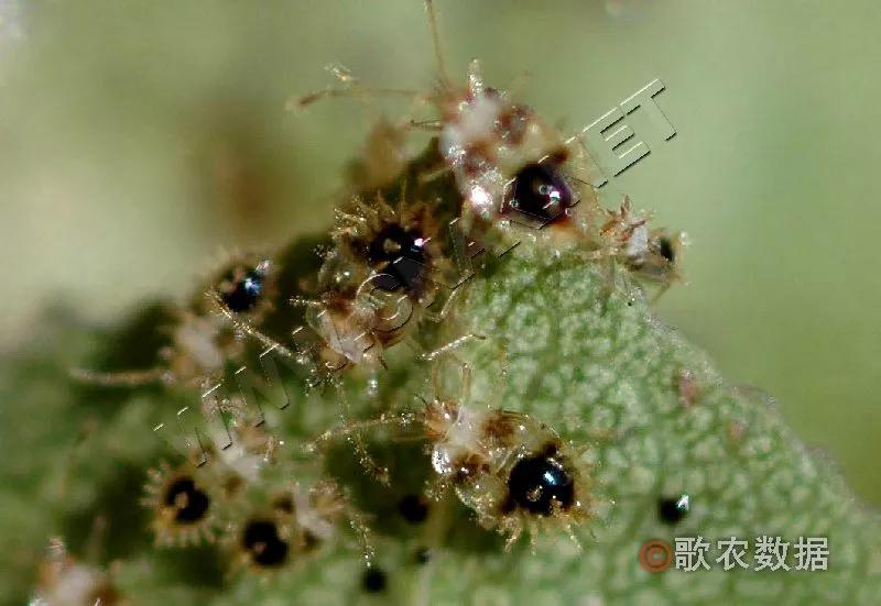 樱桃防治虫害的方法,樱桃虫害防治绝招