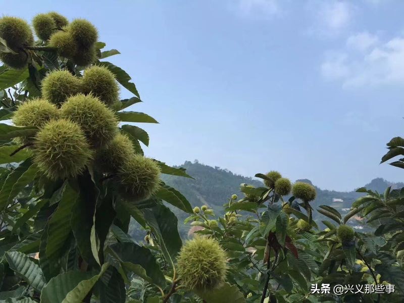 贵州仓更板栗基地地址,贵州板栗在哪里