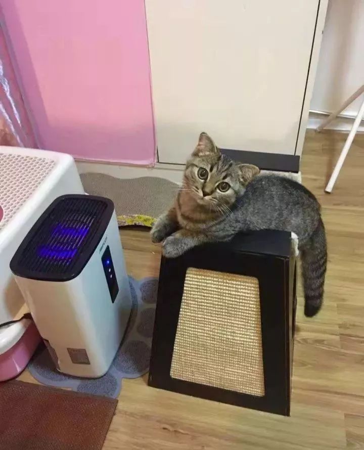 一个人养猫有什么烦恼,一个人生活养只狗靠谱吗