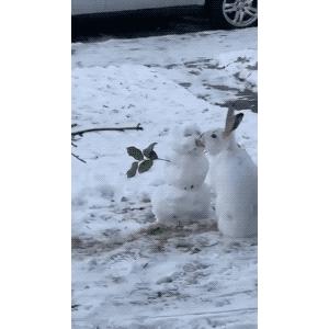 兔子被人亲吻的视频,网友拍下全是雪人一幕