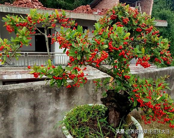 火棘盆景的养护管理,盆景火棘怎么养护和管理