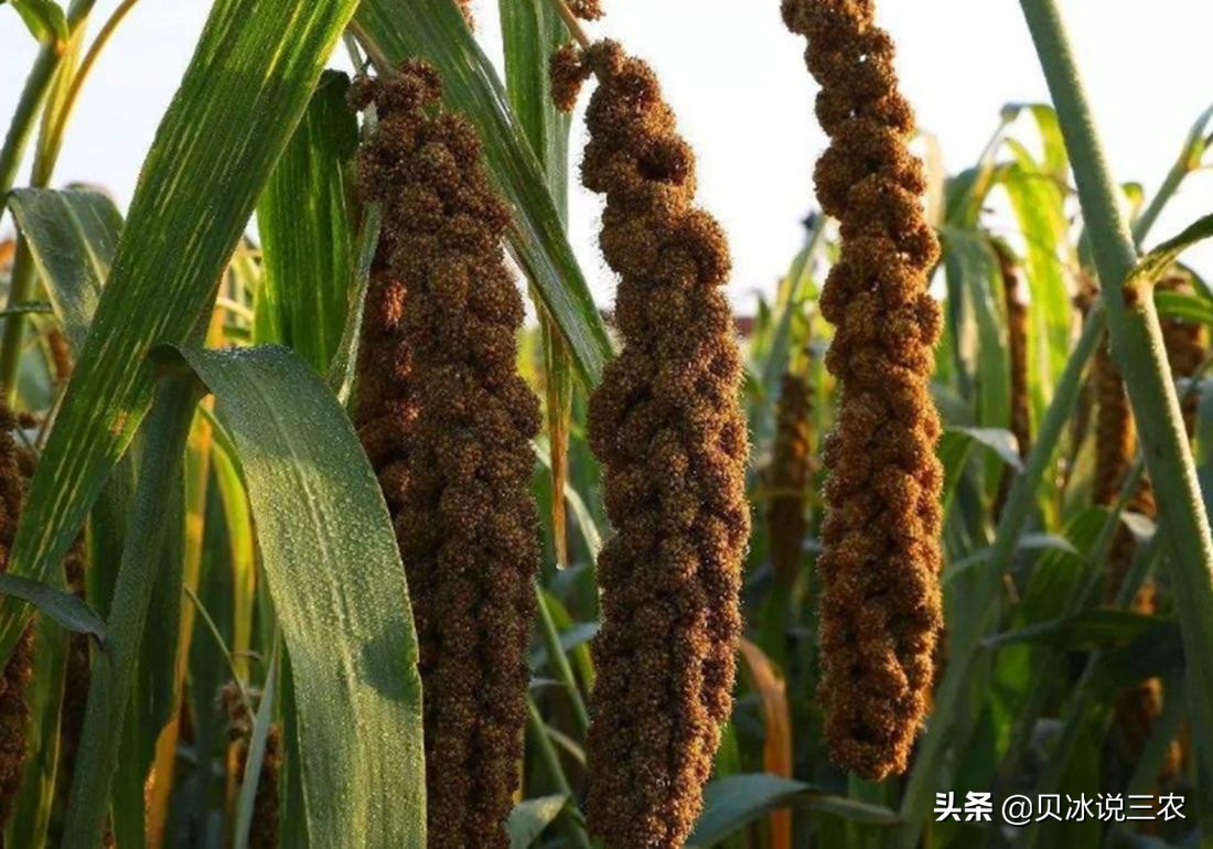 高粱种植技术和方法在线听,高粱种植技术和管理方法