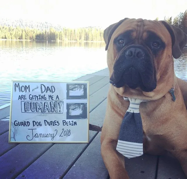 狗狗叼着玩具哼哼唧唧表示什么,狗狗把玩具叼过来却不给主人玩