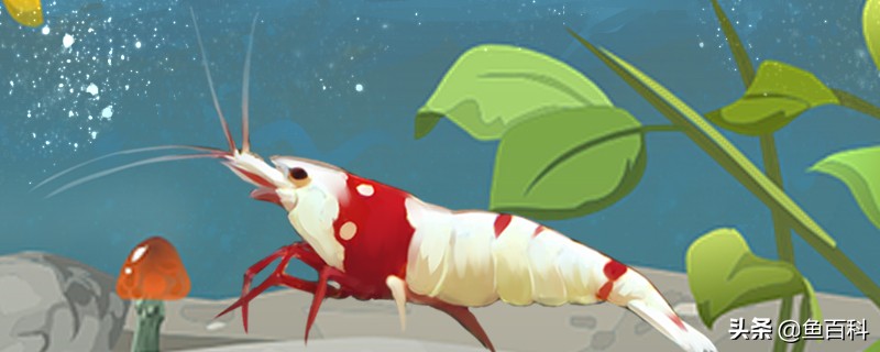 水晶虾多大能明显看出公母,水晶虾多大能分出公母啊