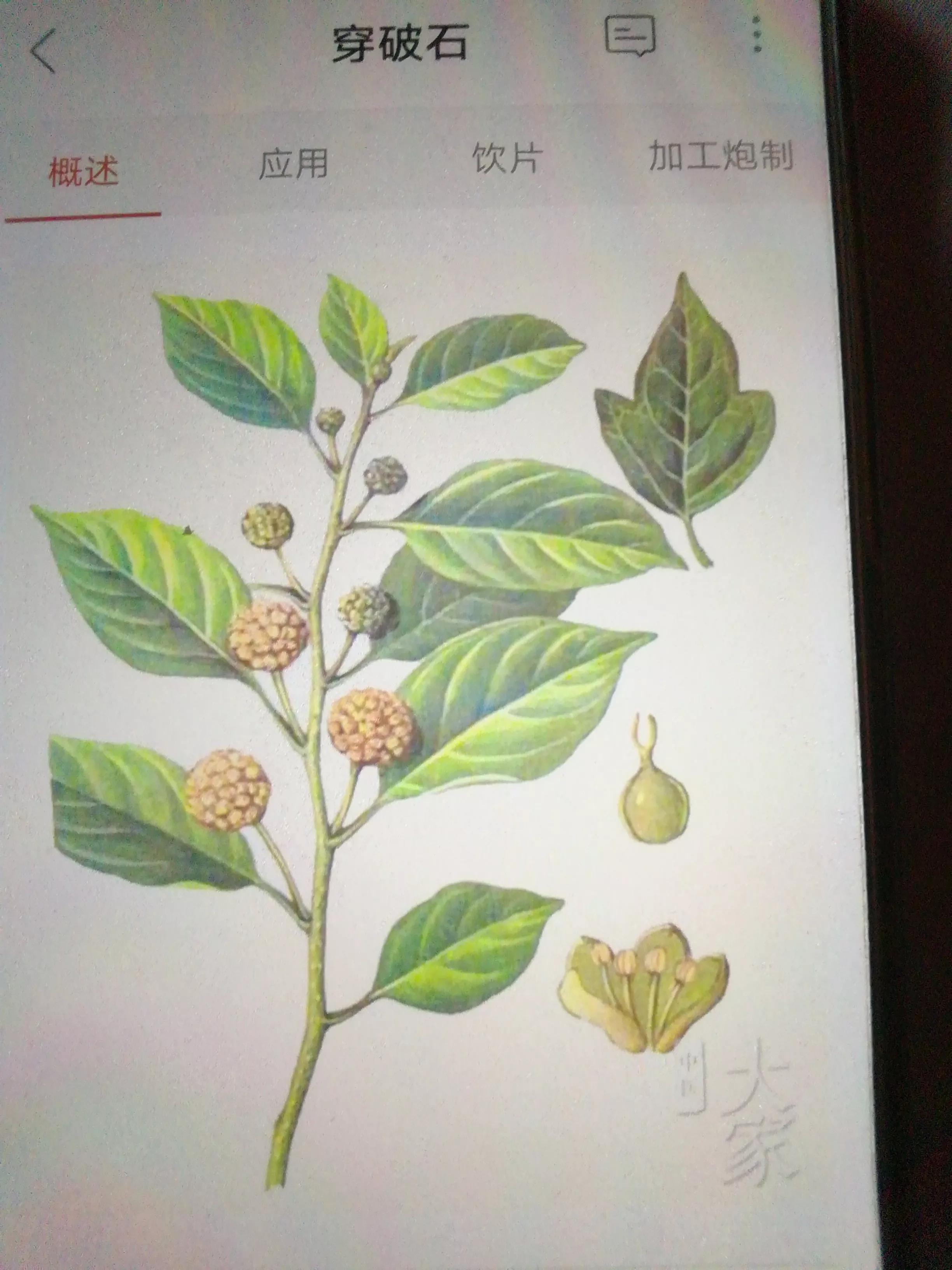 老中医开治痔疮的中药处方,老中医痔疮偏方