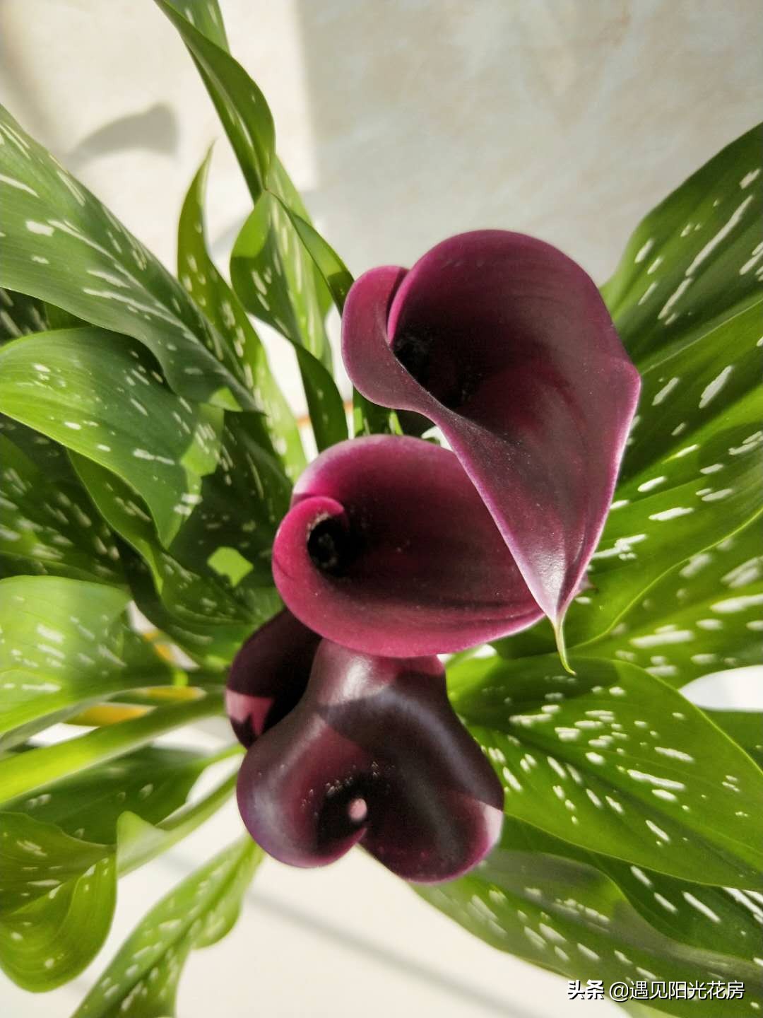 家庭种植水培马蹄莲是没有农药吗,马蹄莲的正确水培方法和注意事项