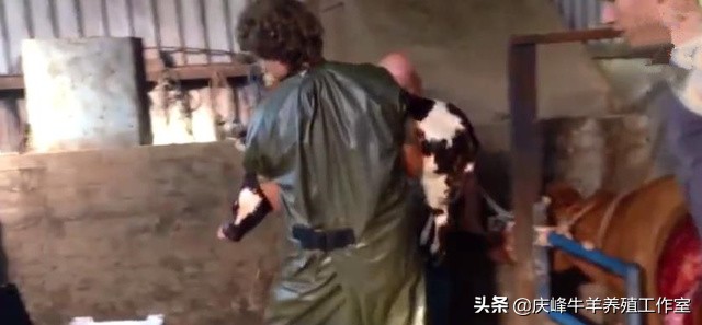 母牛难产怎么办?你就看看这个牛医怎么着