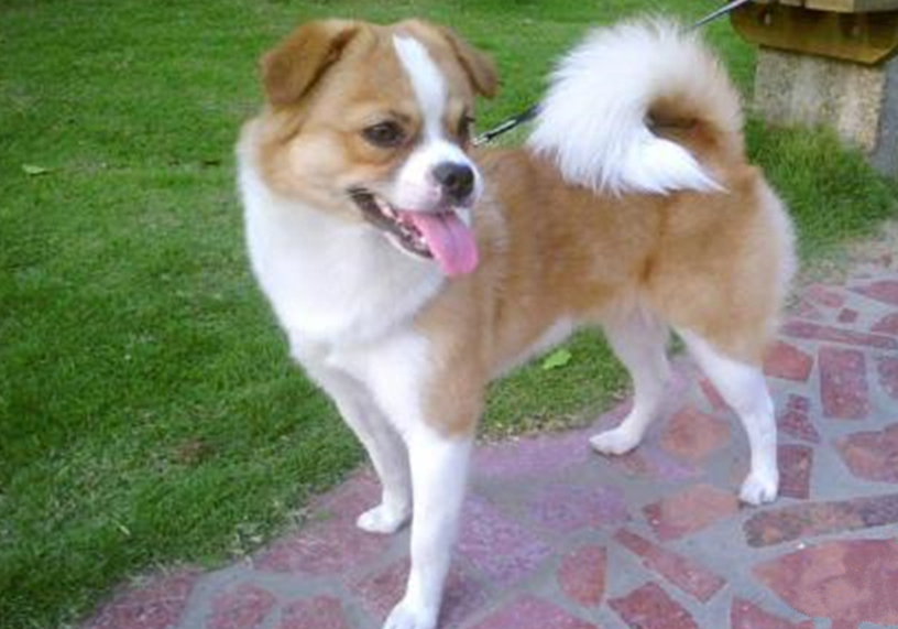 土狗绝对是最忠诚的狗,土狗的警惕性有多强