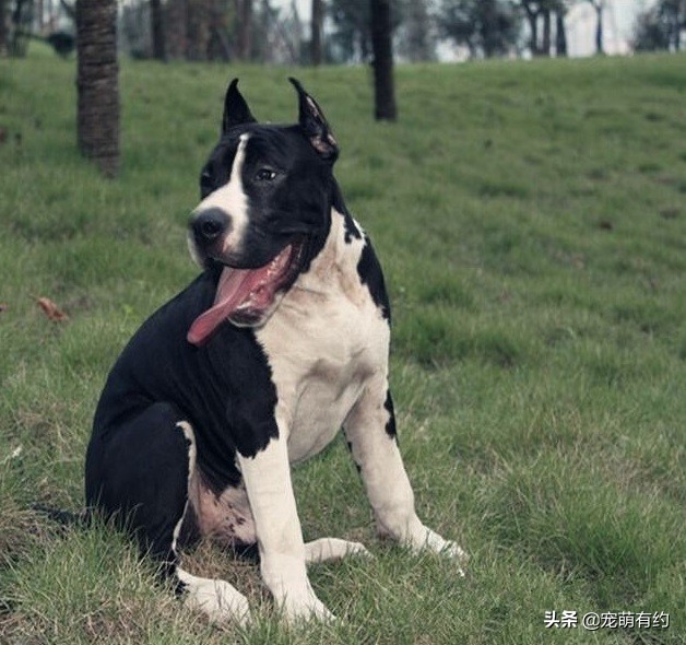 斯塔福犬和比特犬哪个厉害,斯塔福犬凶残排行