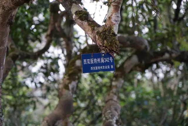 为什么在网上买不到合适的茶,网上买的茶为什么不好