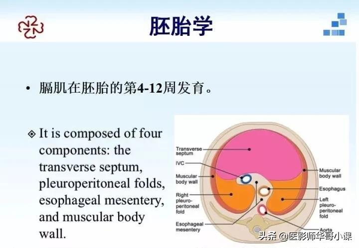 「精品课件」胸部膈肌的解剖及常见病变影像的表现