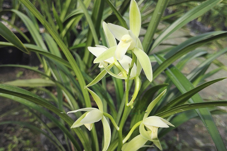 兰花既好养又开花香的品种,哪种兰花名贵且香味最好