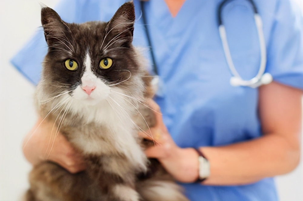 猫胃口不好吃猫粮糊糊行吗,猫胃口不好吃什么药能开胃