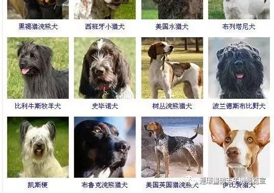 狗狗品种大全卡斯罗,雪纳瑞