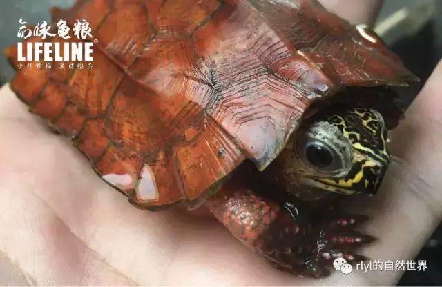 枫叶龟品种及图片大全,地龟和枫叶龟的区别