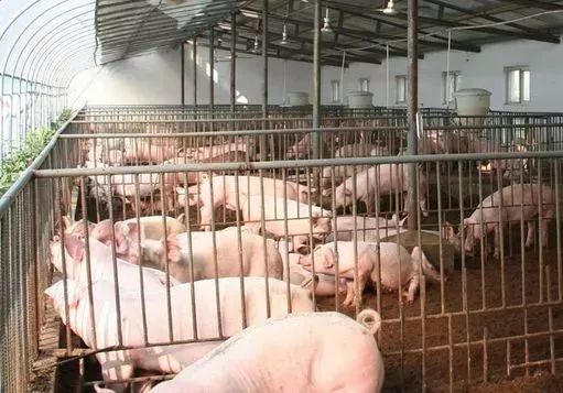 猪腿软什么原因,猪腿软起不来是啥病