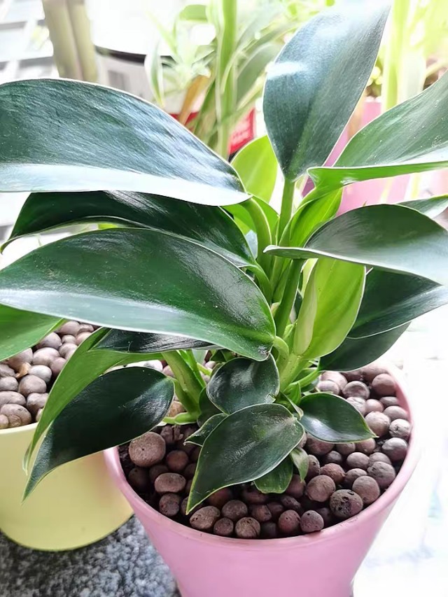 大叶金钻如何养护,金钻的保养方法