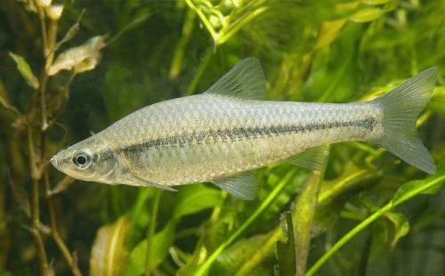 河里野生鱼推荐品种有哪些,常见的口感比较好的鱼