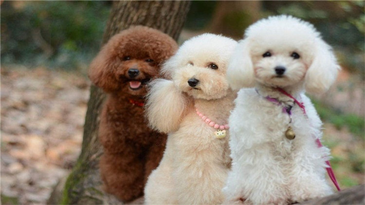 了解这几个知识，你会跟泰迪相处得更愉快