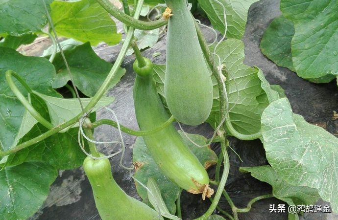 农村一种作物甜脆爽口，每亩收入50000元，成农业创新新项目