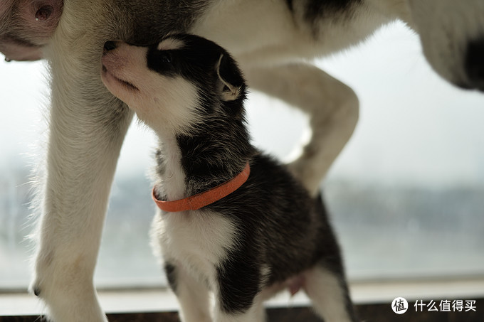 一次创世纪的生活体验—记哈士奇当妈妈