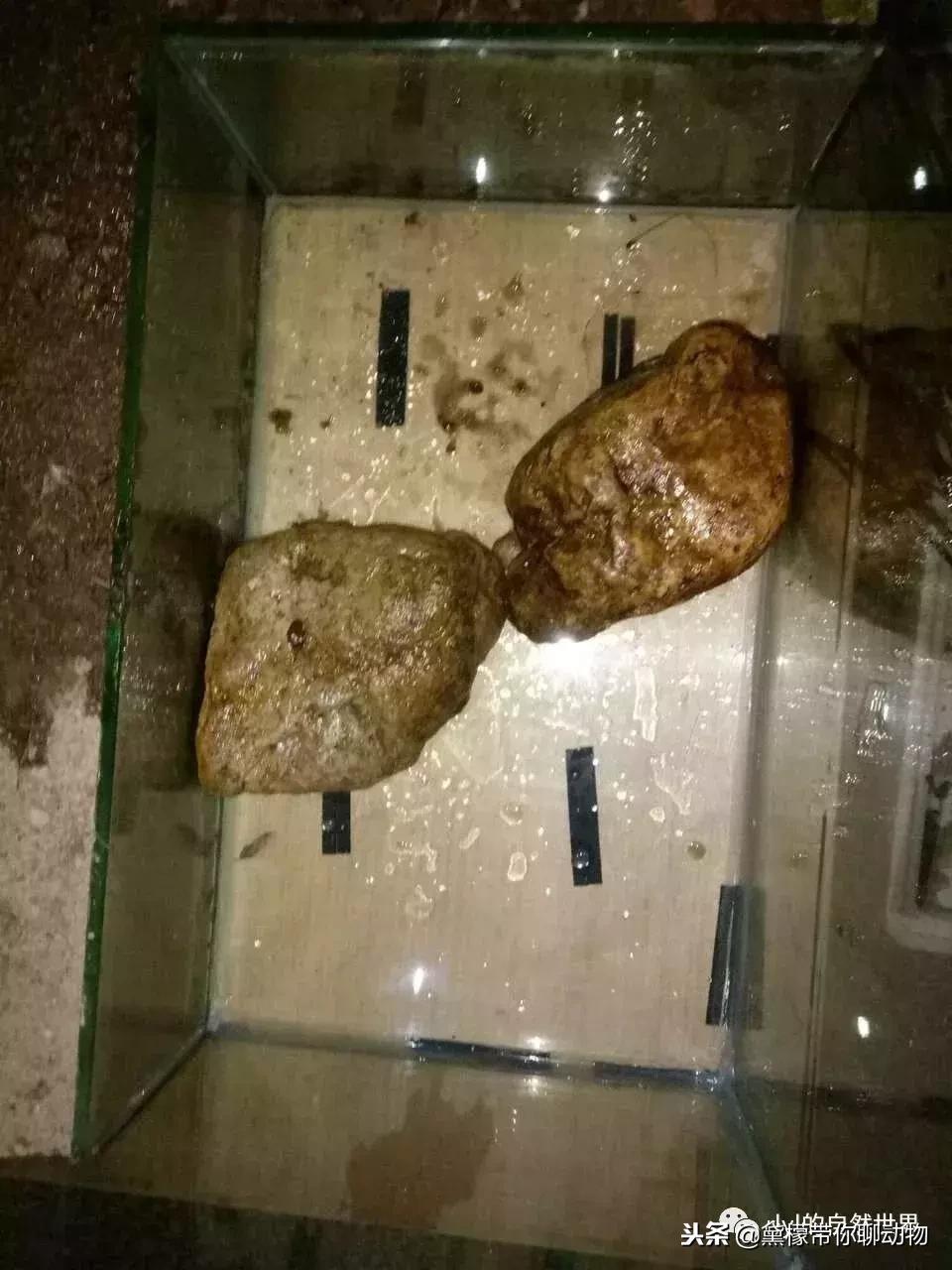 丛林造景黄缘龟池设计图大全,龟宝宝黄缘龟生态缸造景教程