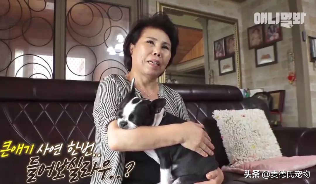 女主人这个部位天天被狗吮吸,男主人脸色铁青……